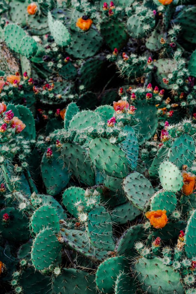 cacti with pink flowers