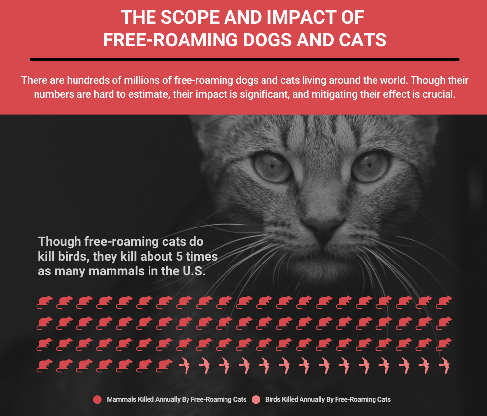 Pictograph chart in Infogram showing the impact of free-roaming cats on the ecosystem