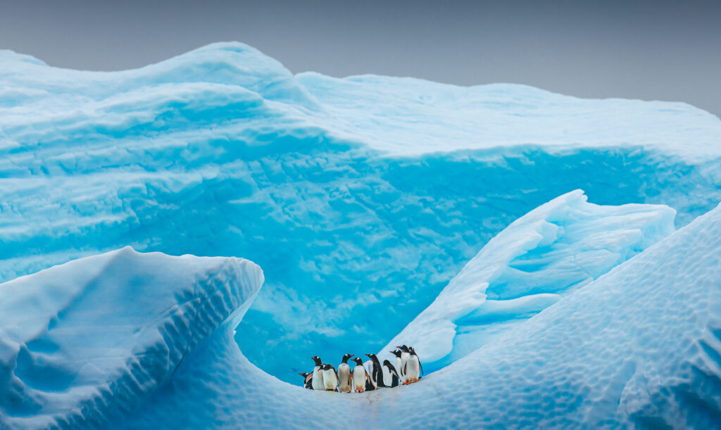 Penguin standing on a beautiful blue iceberg.