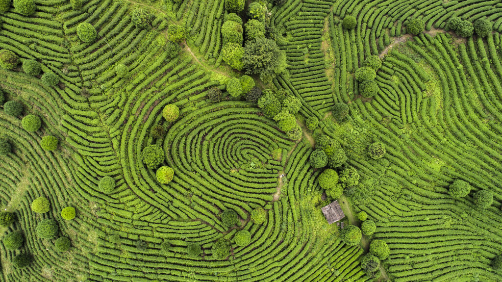 Aerial view of Tea fields in China