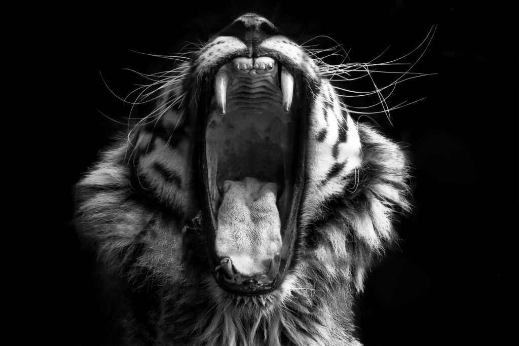 A bold black & white image of a tiger